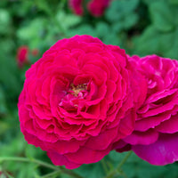 Rosa JOHANN WOLFGANG VON GOETHE ROSE
