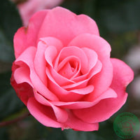 Rosa BELLA ROSA