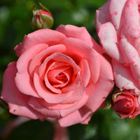 Rosa BELLA ROSA