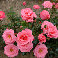 Rosa BELLA ROSA