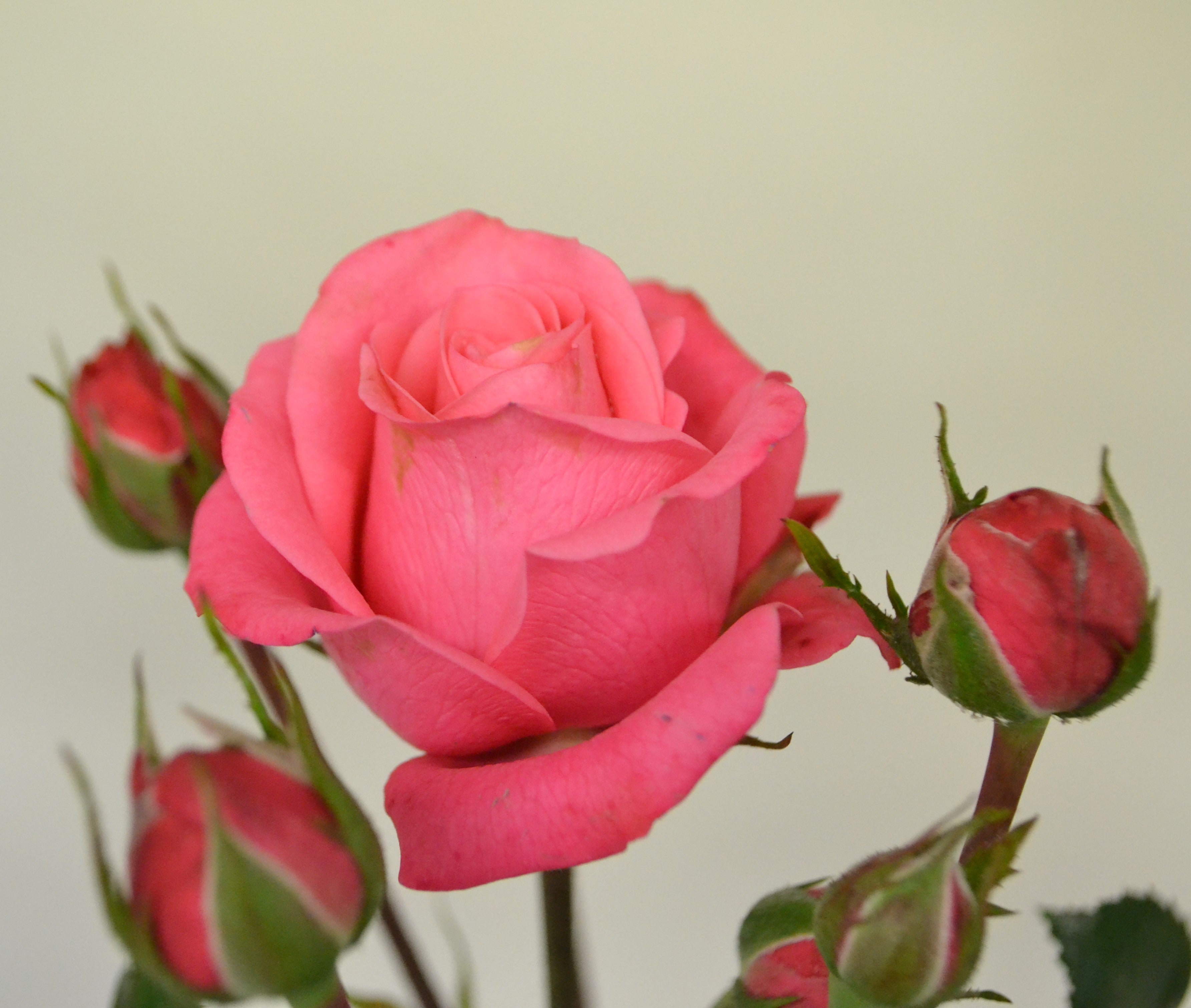 Rosa BELLA ROSA