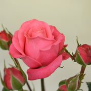 Rosa BELLA ROSA