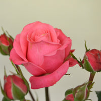 Rosa BELLA ROSA