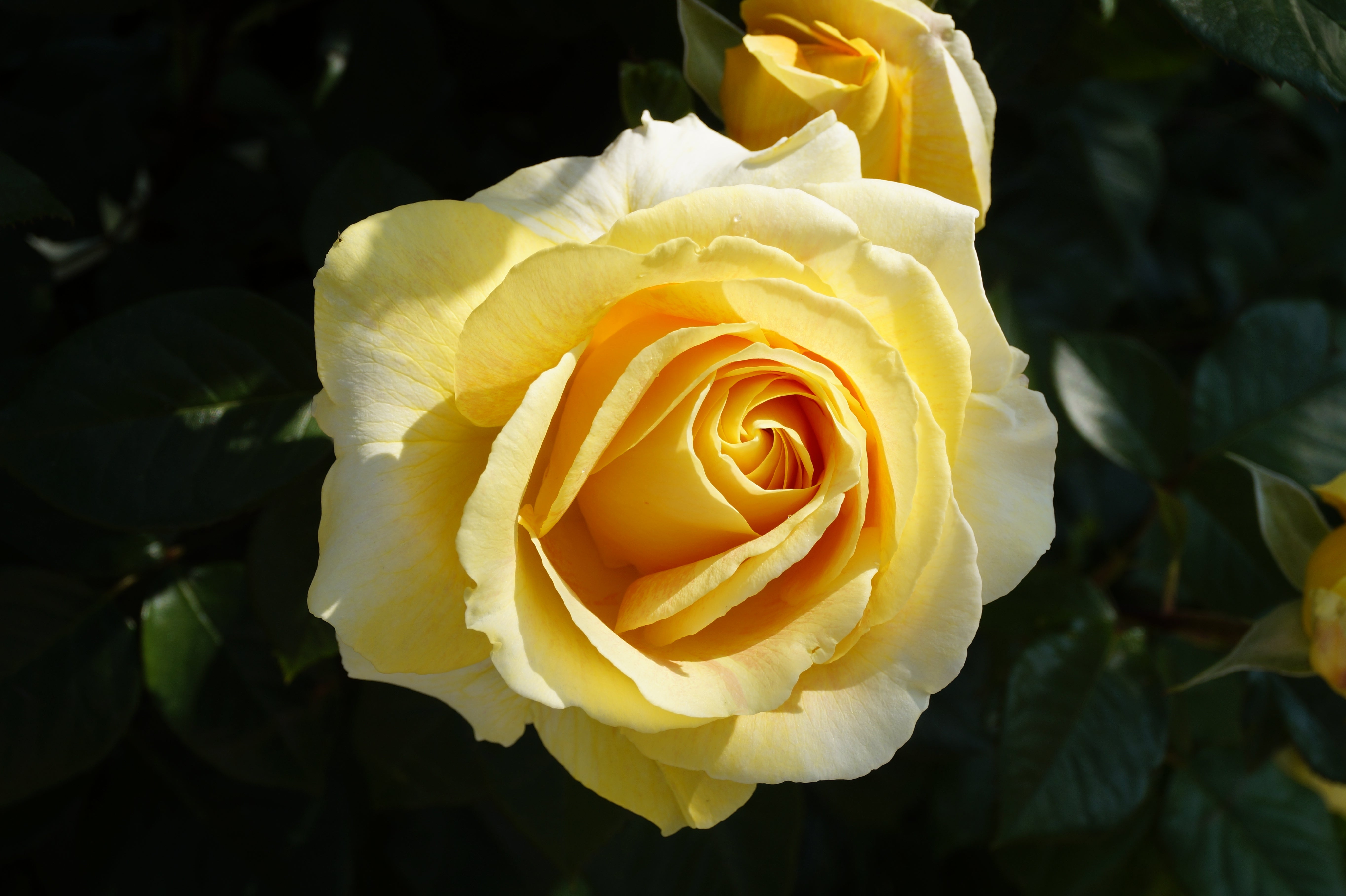Rosa KAJ MUNK