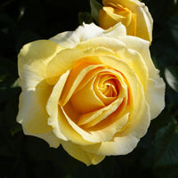 Rosa KAJ MUNK