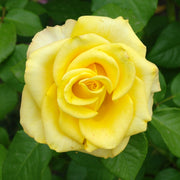 Rosa KAJ MUNK
