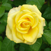 Rosa KAJ MUNK
