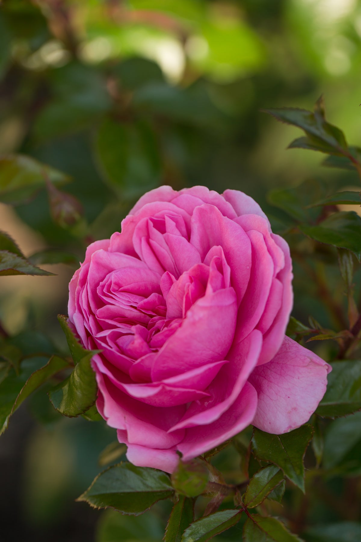 Rosa BERLEBURG