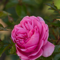 Rosa BERLEBURG