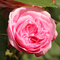 Rosa BERLEBURG