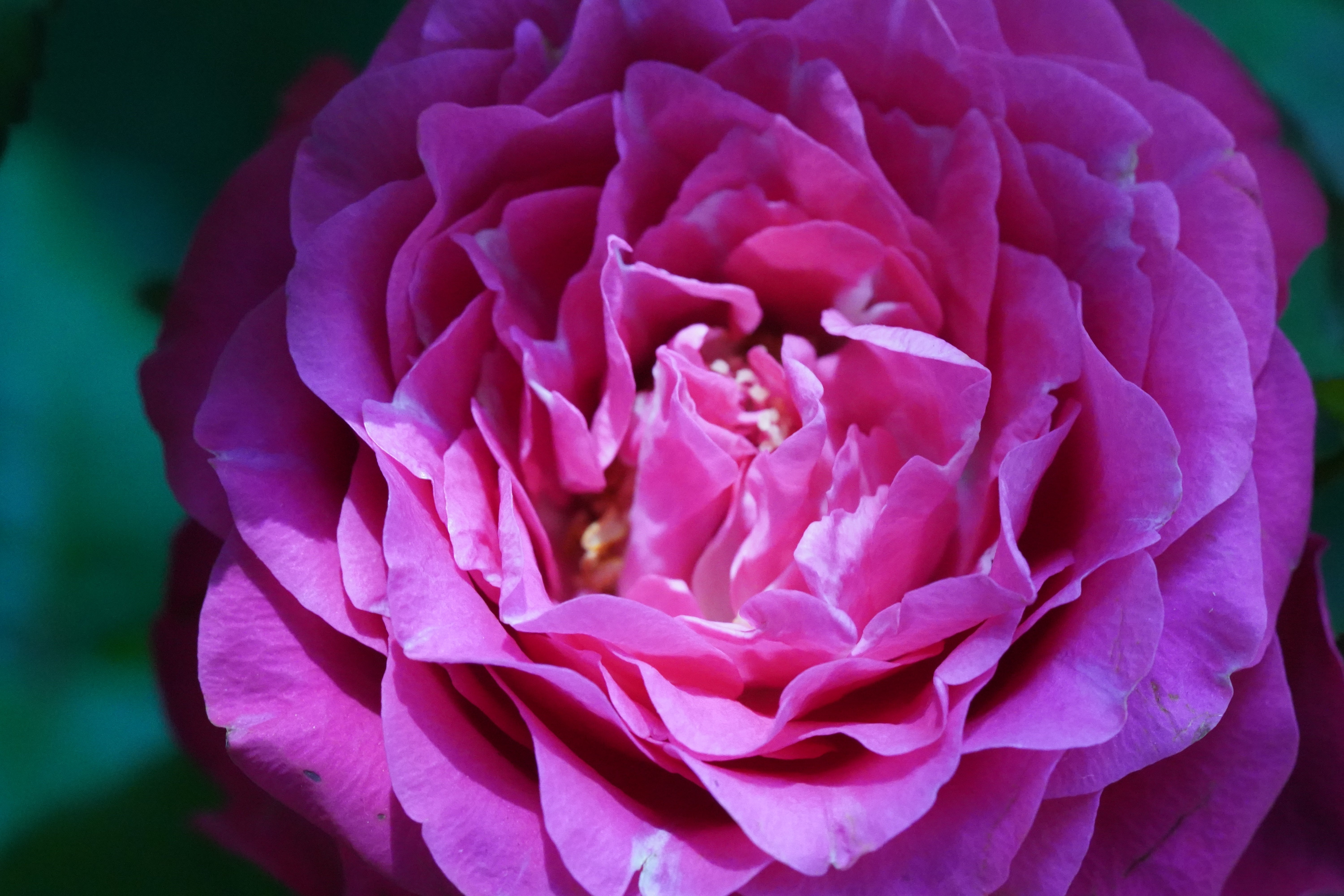 Rosa BERLEBURG