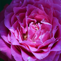 Rosa BERLEBURG