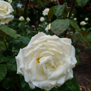Rosa MEMOIRE