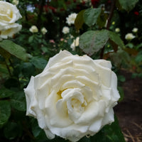 Rosa MEMOIRE