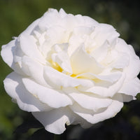 Rosa MEMOIRE