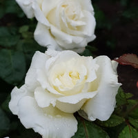 Rosa MEMOIRE