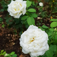 Rosa MEMOIRE