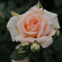 Rosa Morten Korch