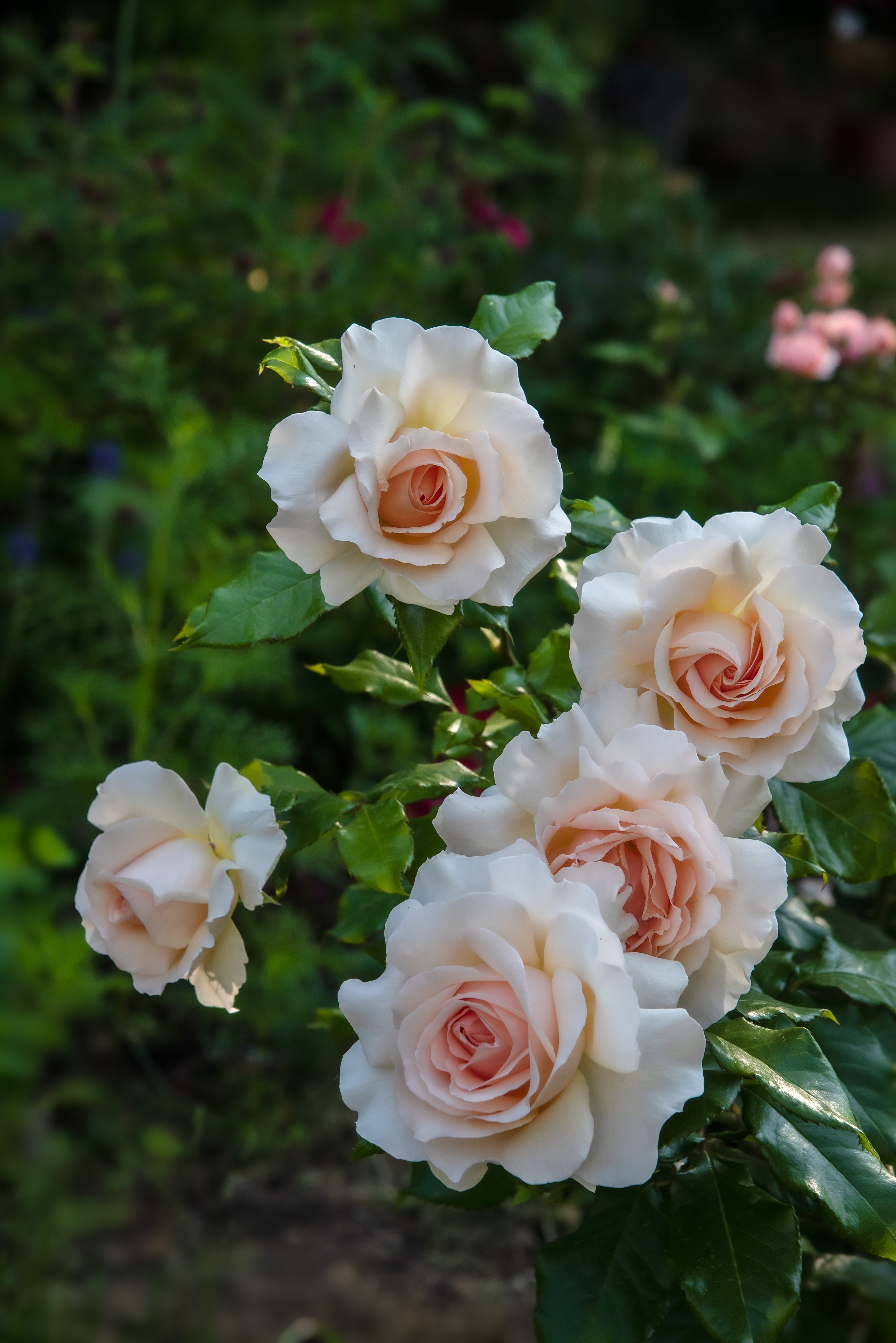 Rosa Morten Korch