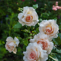 Rosa Morten Korch