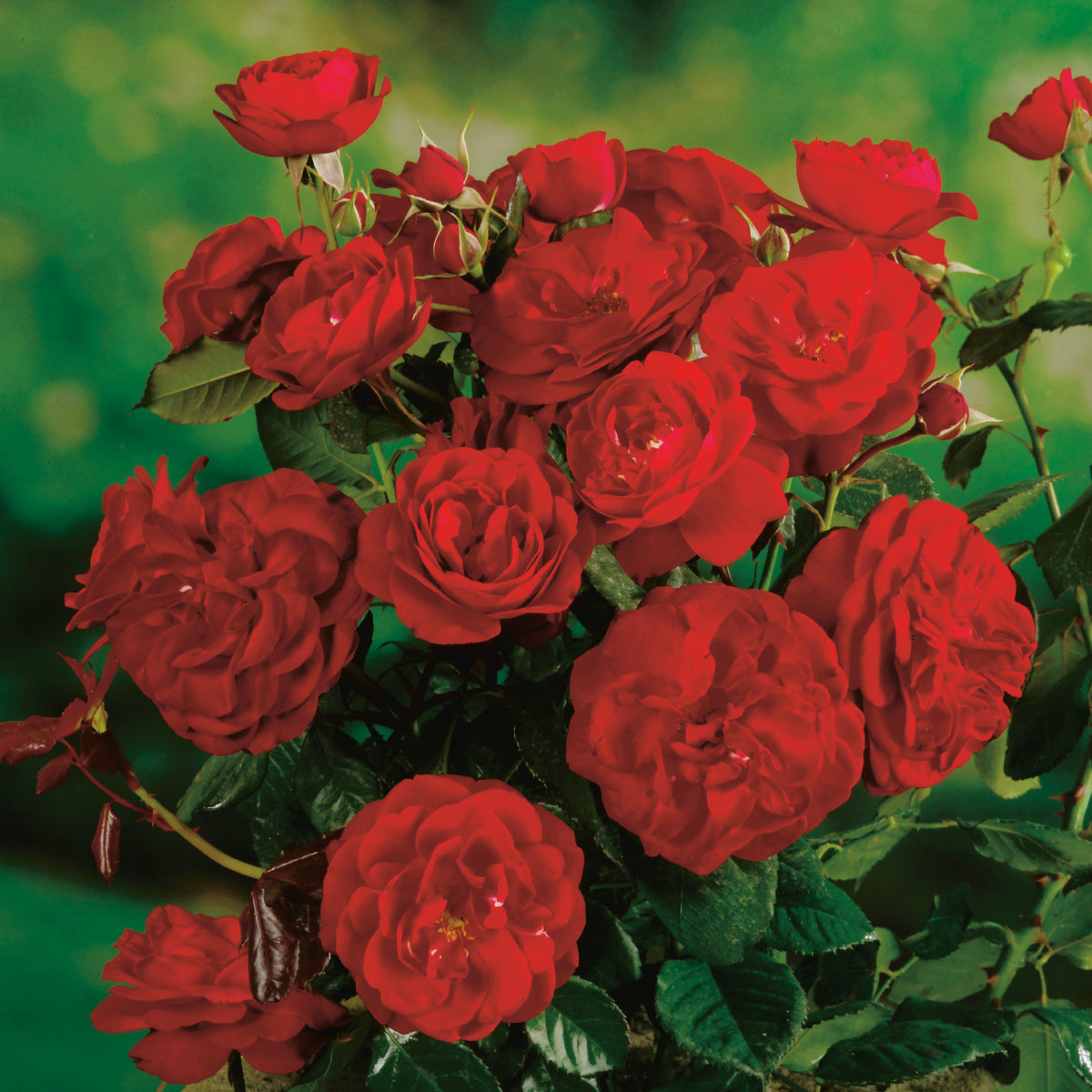 Rosa CARL PHILIP
