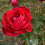 Rosa CARL PHILIP