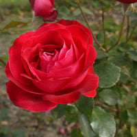 Rosa CARL PHILIP