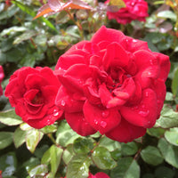 Rosa CARL PHILIP