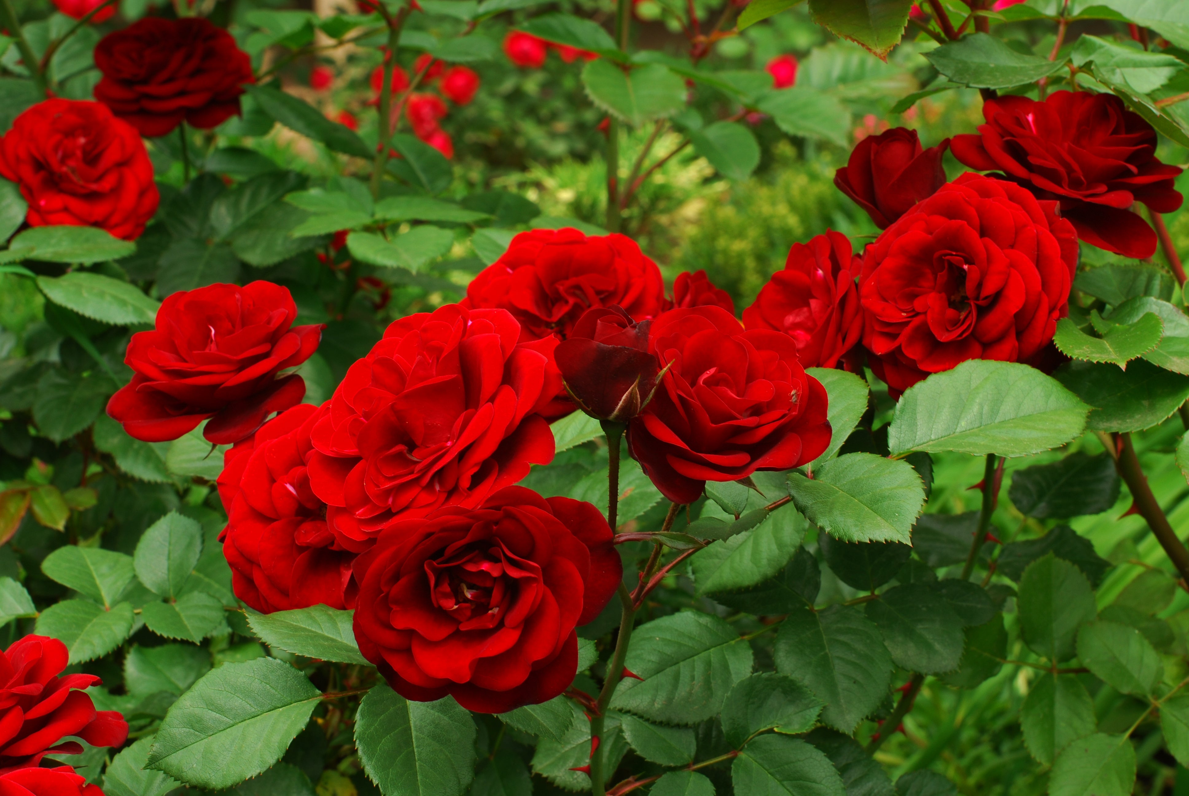 Rosa CARL PHILIP