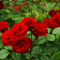 Rosa CARL PHILIP