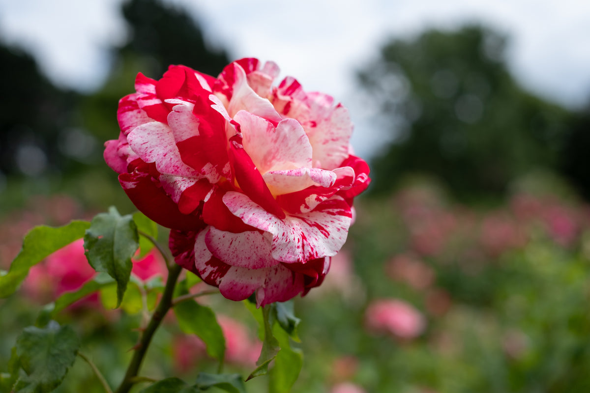 Rosa ROCK & ROLL