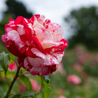 Rosa ROCK & ROLL