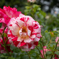 Rosa ROCK & ROLL