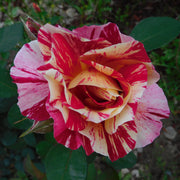 Rosa ROCK & ROLL