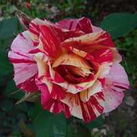 Rosa ROCK & ROLL