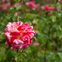 Rosa ROCK & ROLL