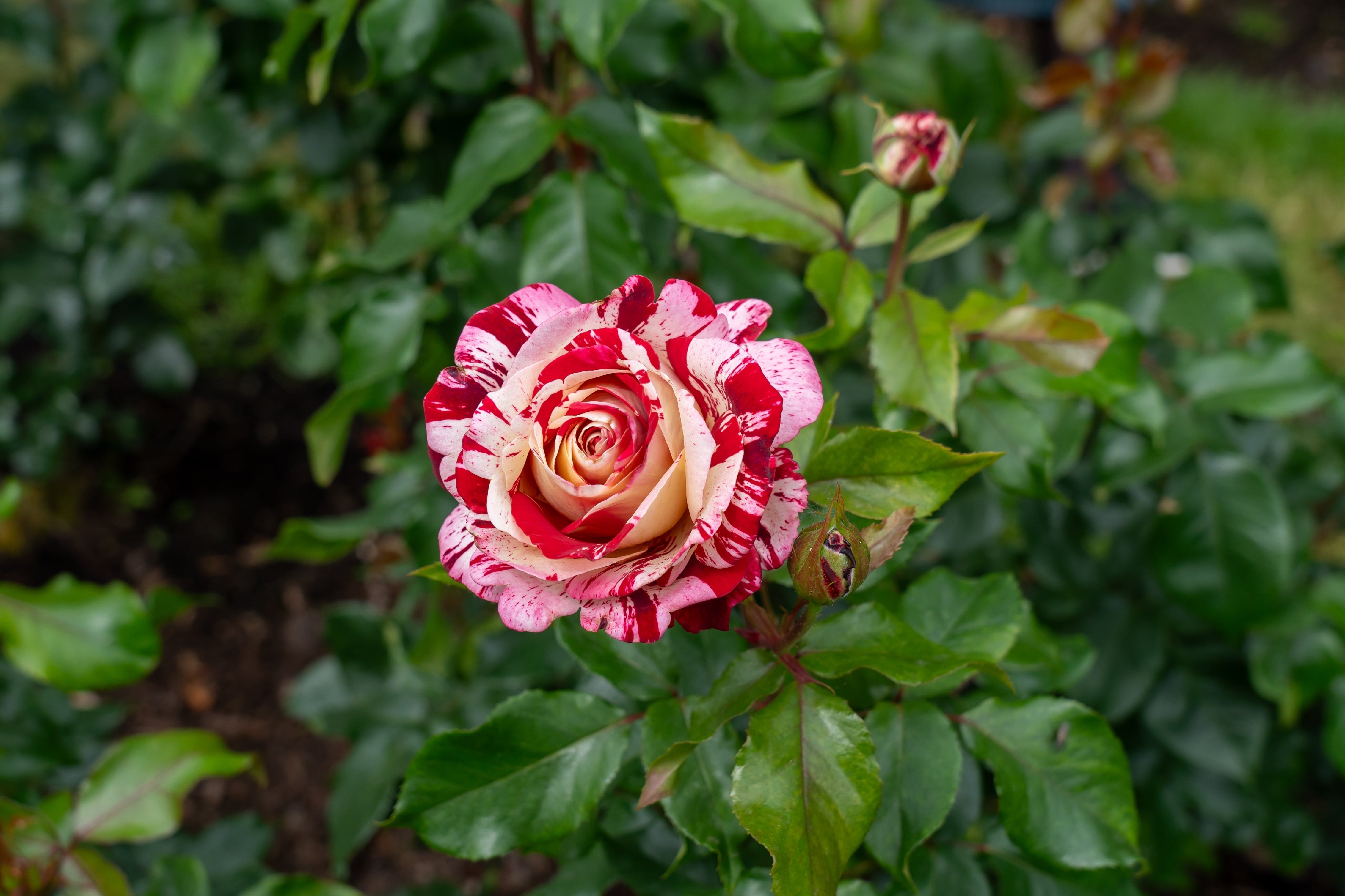 Rosa ROCK & ROLL