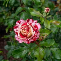 Rosa ROCK & ROLL