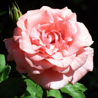 Rosa DRONNING MARGRETHE