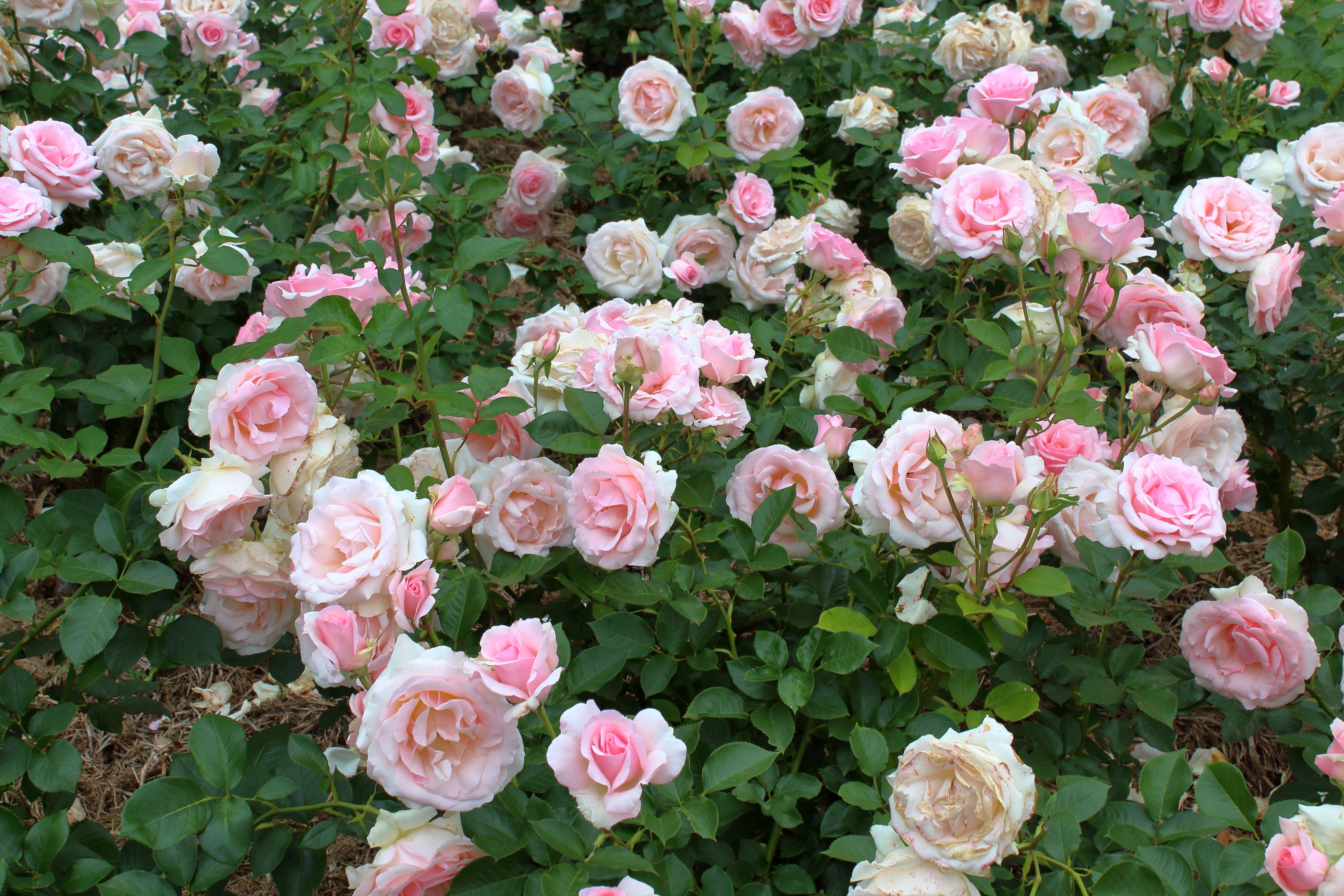 Rosa DRONNING MARGRETHE