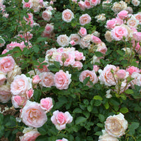 Rosa DRONNING MARGRETHE