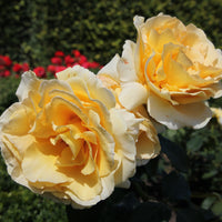 Rosa TIVOLI 150