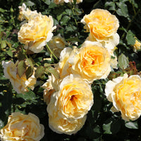 Rosa TIVOLI 150