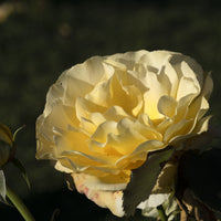 Rosa TIVOLI 150