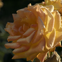 Rosa Amber Flush