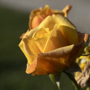 Rosa Amber Flush