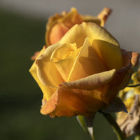 Rosa Amber Flush