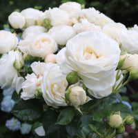 Rosa ARTEMIS