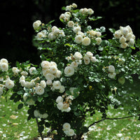 Rosa ARTEMIS