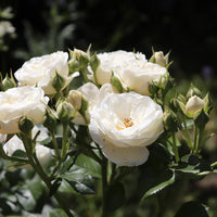 Rosa ARTEMIS